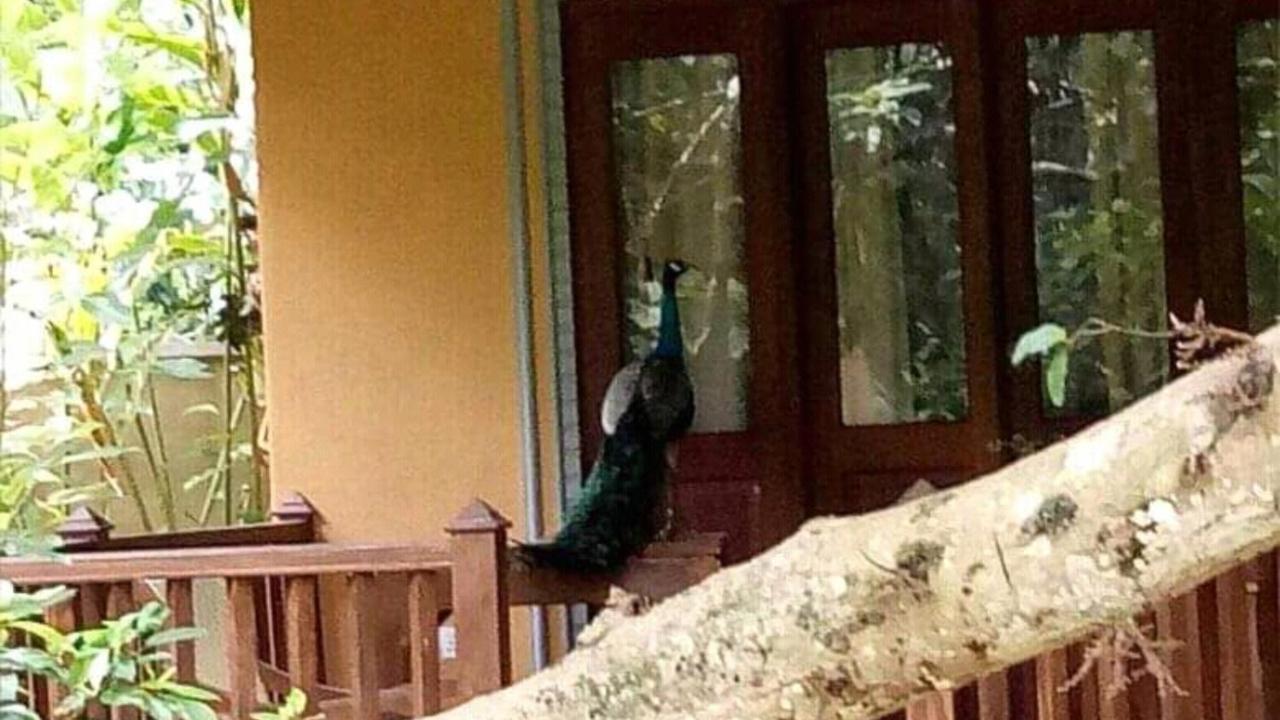 Birds Paradise Cabanas Унаватуна Екстер'єр фото