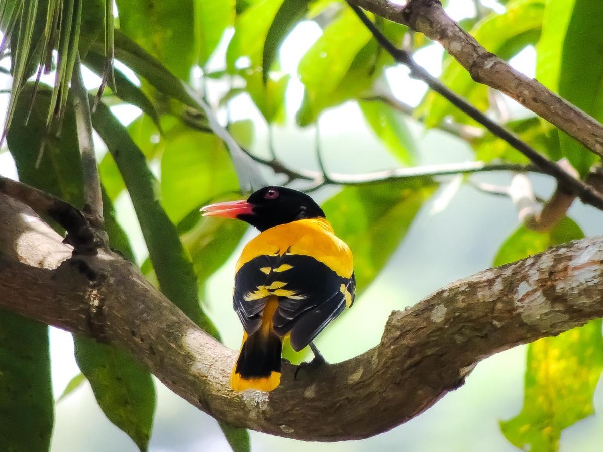 Birds Paradise Cabanas Унаватуна Екстер'єр фото