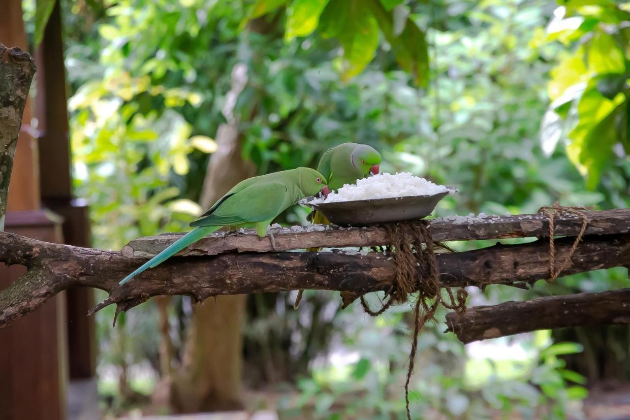 Birds Paradise Cabanas Унаватуна Екстер'єр фото