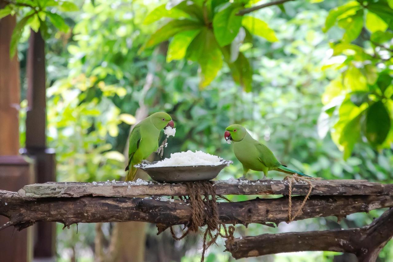 Birds Paradise Cabanas Унаватуна Екстер'єр фото