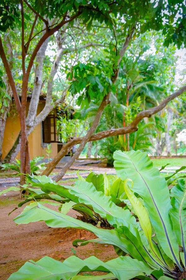 Birds Paradise Cabanas Унаватуна Екстер'єр фото