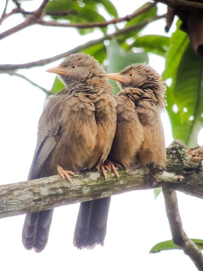 Birds Paradise Cabanas Унаватуна Екстер'єр фото