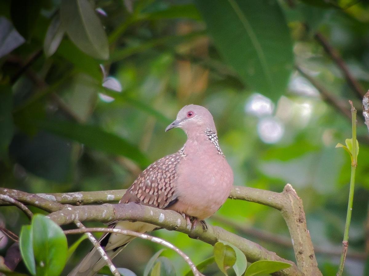 Birds Paradise Cabanas Унаватуна Екстер'єр фото
