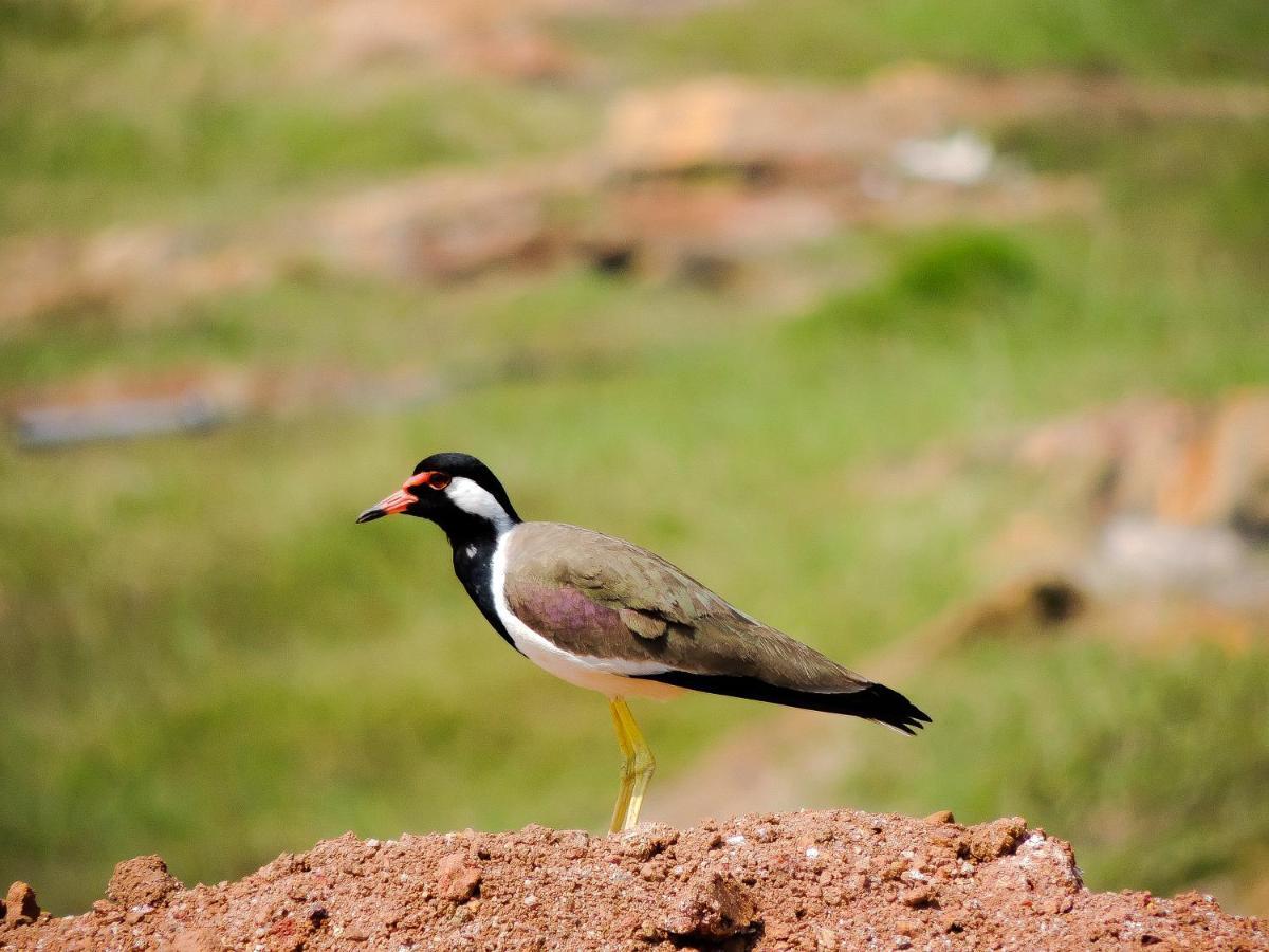 Birds Paradise Cabanas Унаватуна Екстер'єр фото