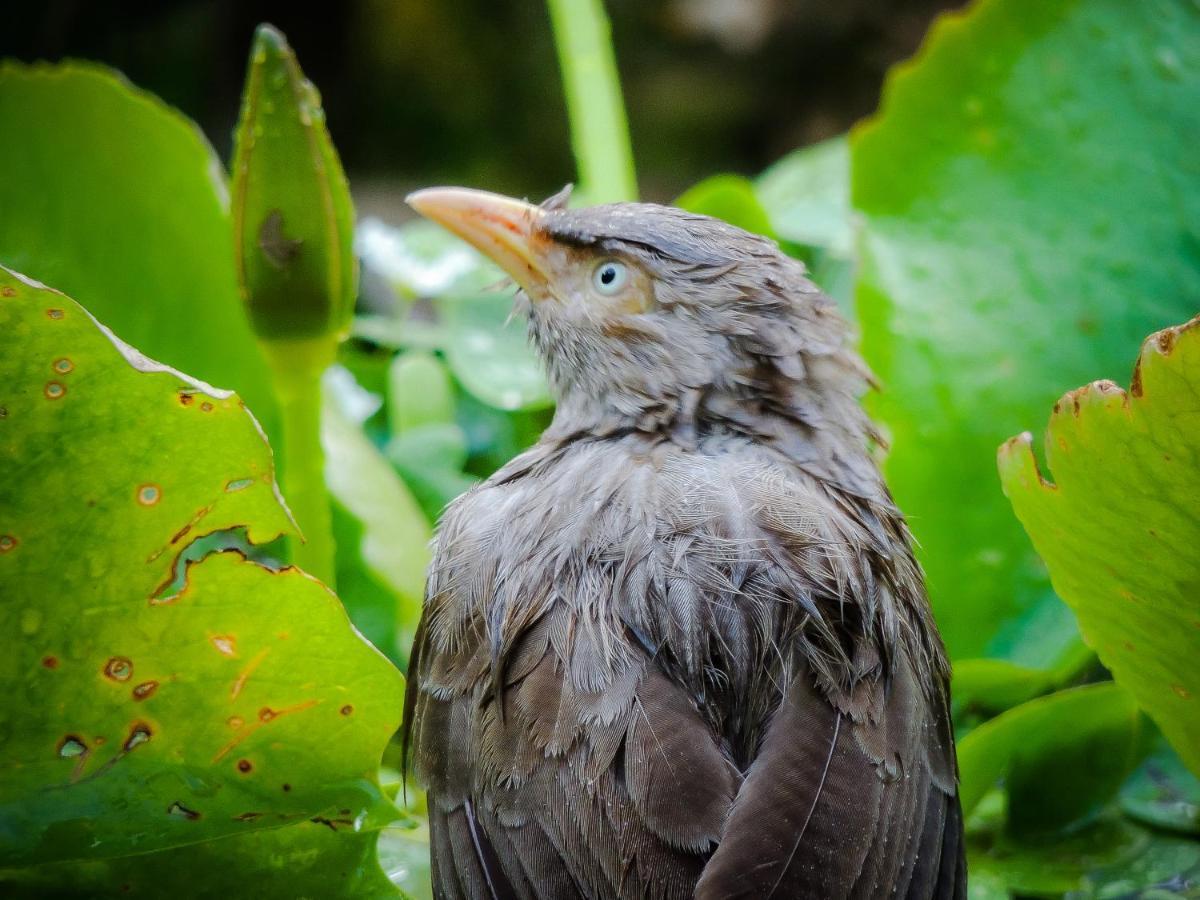 Birds Paradise Cabanas Унаватуна Екстер'єр фото