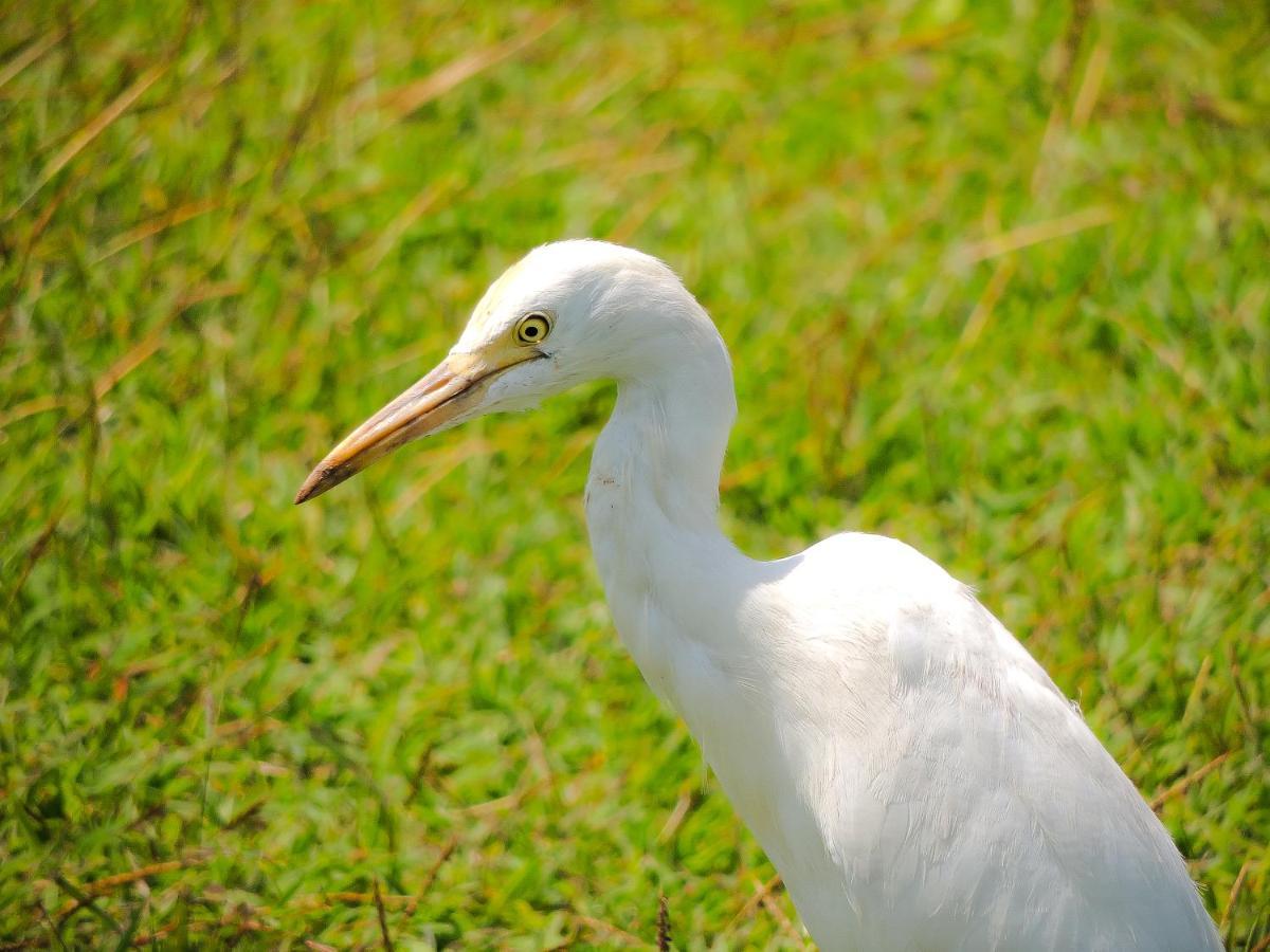 Birds Paradise Cabanas Унаватуна Екстер'єр фото