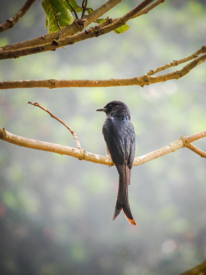 Birds Paradise Cabanas Унаватуна Екстер'єр фото
