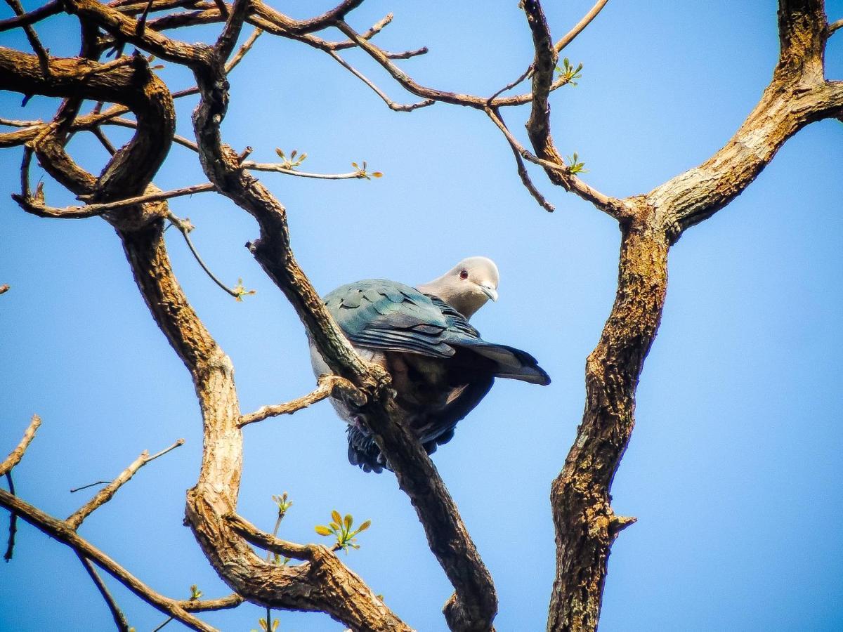 Birds Paradise Cabanas Унаватуна Екстер'єр фото