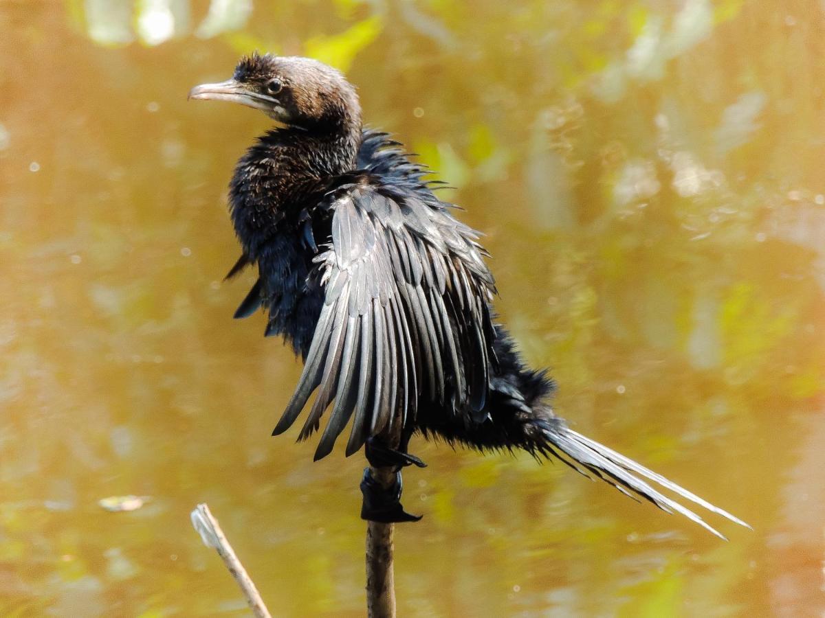 Birds Paradise Cabanas Унаватуна Екстер'єр фото